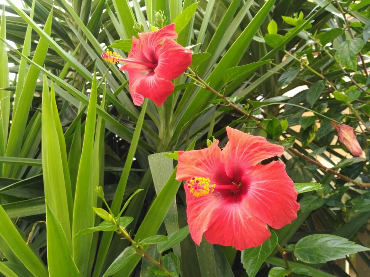 L'Hibiscus di Lucia Villa Alghero Bagian luar foto